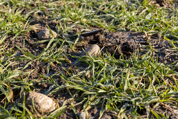 green winter wheat in the winter season