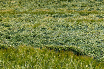 Agricultural field with a large number of green cereals