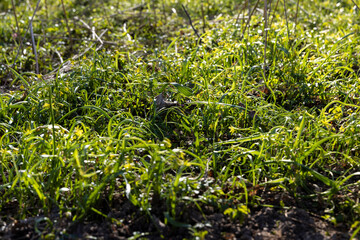 green grass and small yellow flowers in the spring season