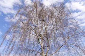 tall old birch during flowering and without foliage