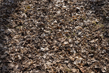 old leaves fallen in autumn on the ground in the spring season