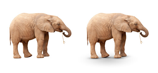 Transparent PNG Baby Elephant Isolated With & Without Shadow