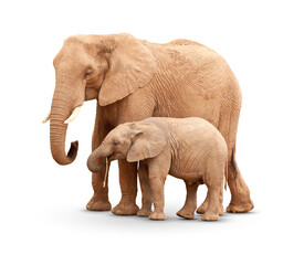 Fototapeta na wymiar Transparent PNG Baby & Mother Elephant Isolated With Shadow