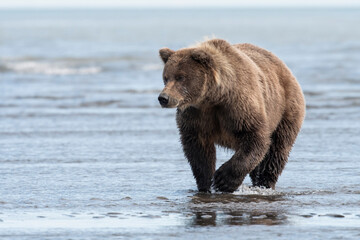 Brown bear (Ursus arctos) fishing along coast; Lake Clark National Park; Alaska