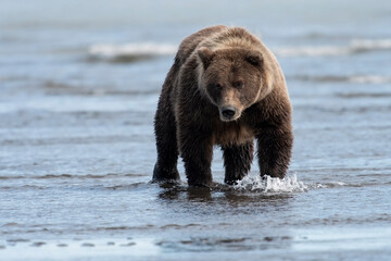 Obraz na płótnie Canvas Brown bear (Ursus arctos) fishing along coast; Lake Clark National Park; Alaska