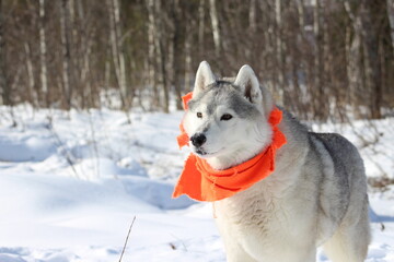 Husky in snow woods