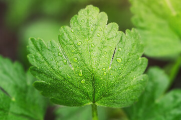 Young green currant leaves with drops after rain. Macro photo of a new leaf in spring.