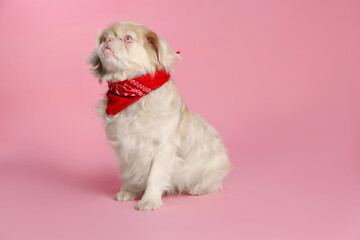 Cute Pekingese dog with bandana on pink background. Space for text