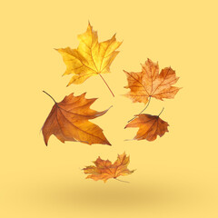 Fototapeta na wymiar Different autumn leaves falling on pale orange background