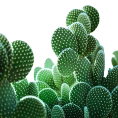 Foto op Aluminium Closeup photo of green cactus on white background transparent PNG background © Mubeen