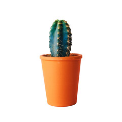 Green cactus plant in brown pot on white background transparent PNG background