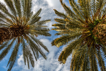 Mediterrean holiday concept: Portrait of a palm tree in croatia in spring outdoors