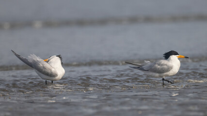 뿔제비갈매기 Chinese Crested Tern Thalasseus bernsteini 갈매기