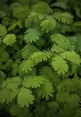 fern leaves