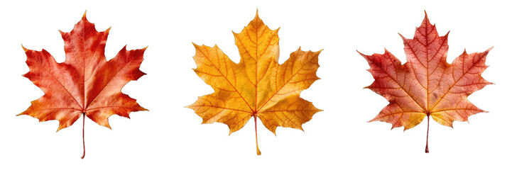 Obraz premium Maple Leaf Set Isolated on Transparent Background - Generative AI 