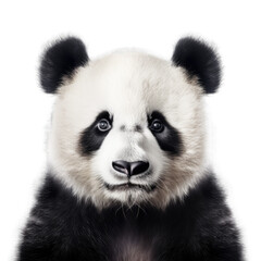Fototapeta premium Panda Face Shot Isolated on Transparent Background - Generative AI 