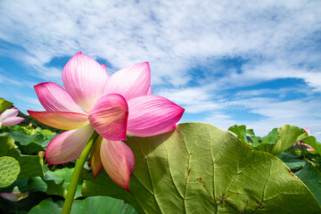 蓮の花　夏のイメージ