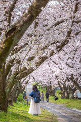 Obraz premium 桜のアーチ 春のイメージ