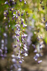 フジの花　初夏のイメージ