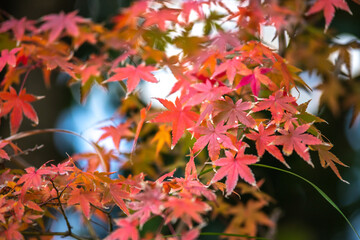 紅葉　秋の和風イメージ