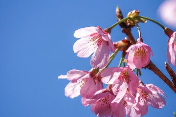 桜の花　マクロイメージ