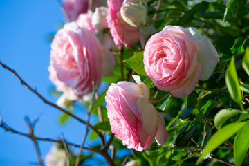 バラの花　マクロイメージ