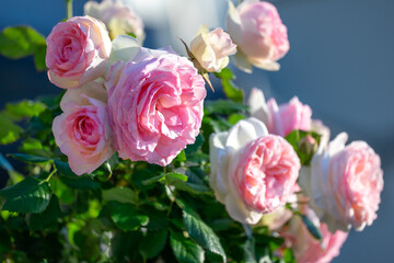 バラの花　屋外撮影イメーjい