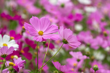 コスモス畑　秋のイメージ