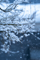Fototapeta na wymiar 枝の上の積雪　冬の寒いイメージ