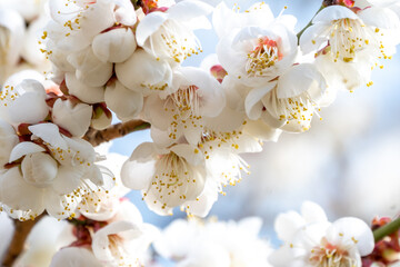 梅の花　初春のイメージ