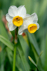 水仙の花　初春のイメージ