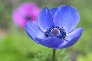 アネモネの花　春のイメージ