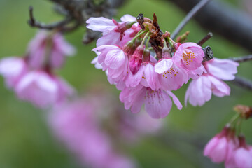 桜の花　陽春のあたたかなイメージ