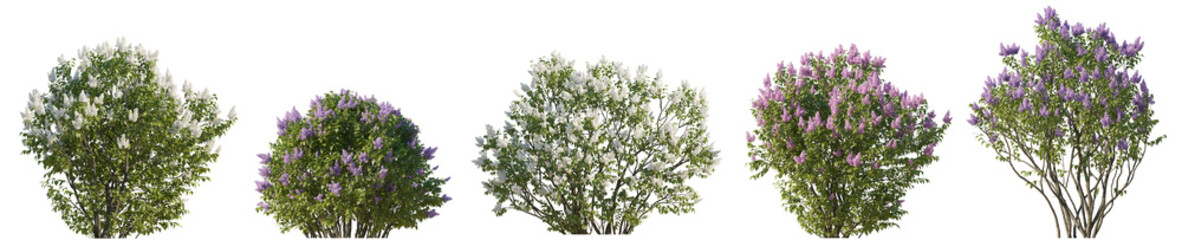 Set of lilac Syringa vulgaris purple and white bloom bush Yankee Doodle Belle de Nancy springtime shrub isolated png on a transparent background perfectly cutout  - Powered by Adobe