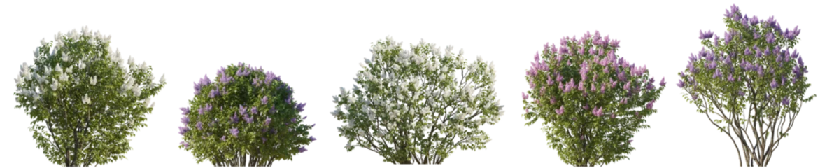 Tuinposter Set of lilac Syringa vulgaris purple and white bloom bush Yankee Doodle Belle de Nancy springtime shrub isolated png on a transparent background perfectly cutout  © Roman