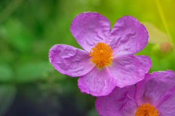 Obraz premium Pink rock-rose or hoary rock-rose wild flower isolated on green background. Cistus creticus .