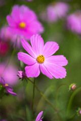 Obraz premium コスモスの花 秋のイメージ