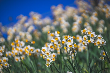 水仙の花　初春のイメージ