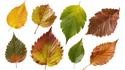Various deciduous leaves isolated on transparent or white background. Generative AI.