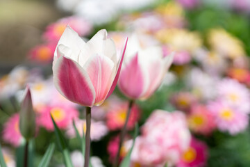 チューリップ　春のイメージ