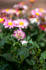 ダリアの花　春のイメージ