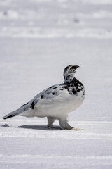 Close up image of Male Rock Ptarmigan on snow white background.