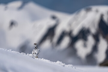 Male Rock Ptarmigan on  Snow mountain background.