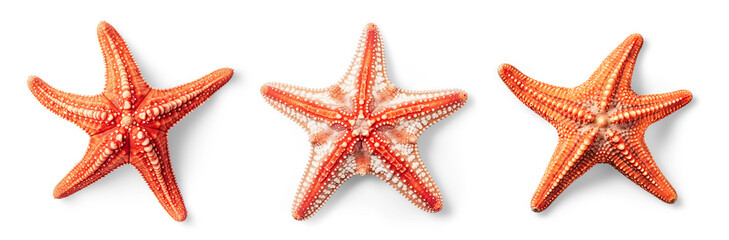 set / collection of three red, orange and white starfish / sea stars isolated over a transparent background, cut-out ocean, beach, summer and vacation design element, generative AI