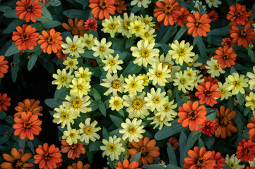 Yellow and Orange colours of Zinnia flowers blooming in the garden.