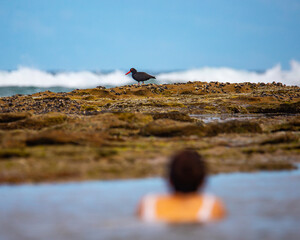 Beautiful girl in white bikini sits in the water in natural rock pool and admires from close sooty oystercatcher deepwater national park, agnes water, gladstone, queensland, australia