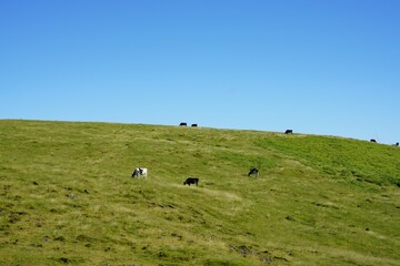 広大な牧草地を歩く牛