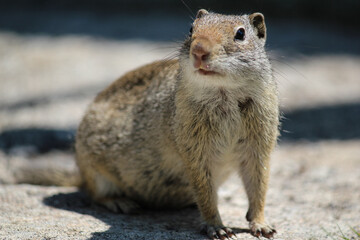 prairie dog