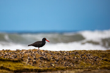 wild native bird sooty oystercatcher (Haematopus fuliginosus) searching for food on the rocks in deepwater national park near agnes water and town of 1770, gladstone region in qeensland, australia