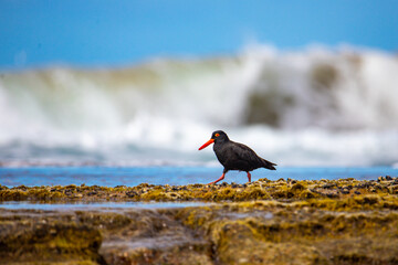 wild native bird sooty oystercatcher (Haematopus fuliginosus) searching for food on the rocks in deepwater national park near agnes water and town of 1770, gladstone region in qeensland, australia